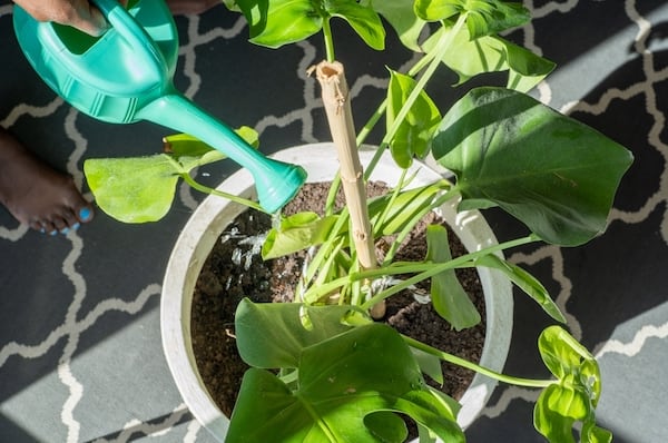 Watering swiss cheese plant to prevent sweating leaves which is caused by over watering in some cases