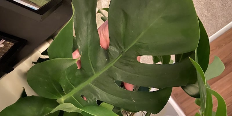Why are the leaves in my swiss cheese plants curling