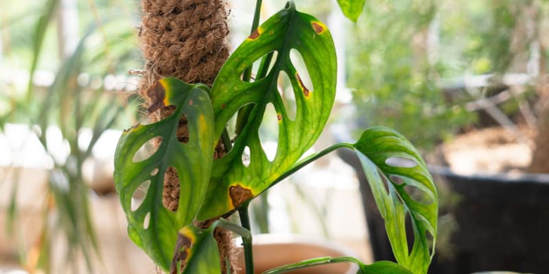 Why is my Monstera Swiss Cheese plant turning yellow with black patches