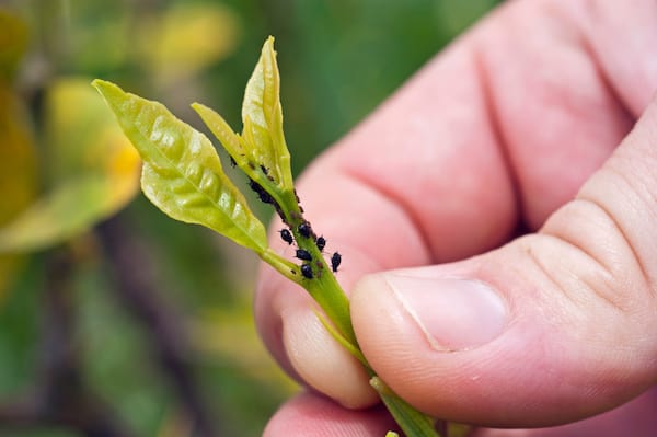Aphids on the orange tree that, if left untreated and with big infestations, can be serious enough to lead to leaf drop