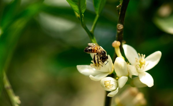 Orang tree being naturally pollinated by bees