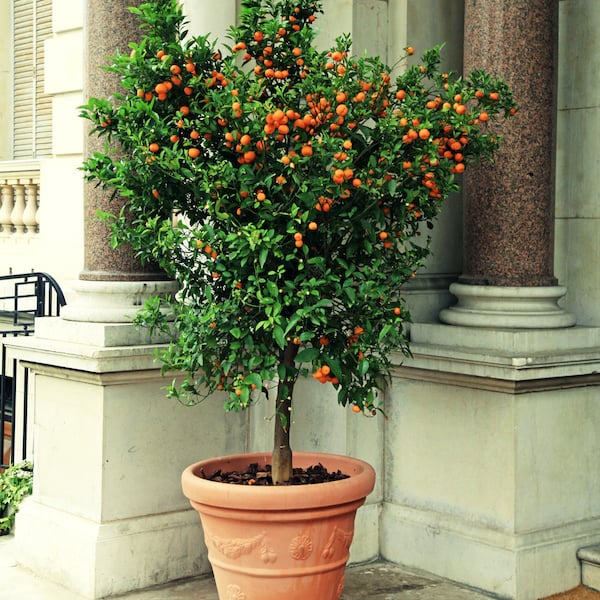 If you position your orange tree in a new position, this can result in it shredding some leaves for a short period of time
