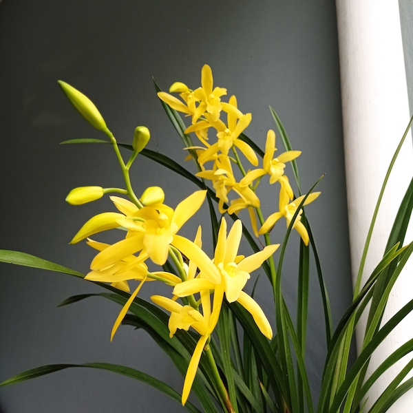 Choosing the right soil for growing cymbidium orchids