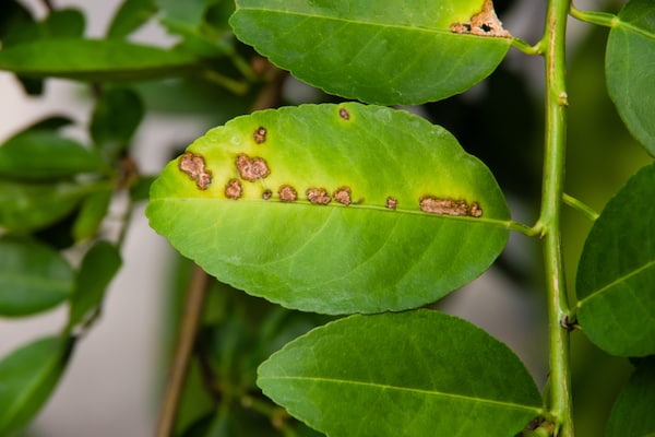 Citrus Canker that attacks the leaves and stems of citrus trees including oranges and lemons