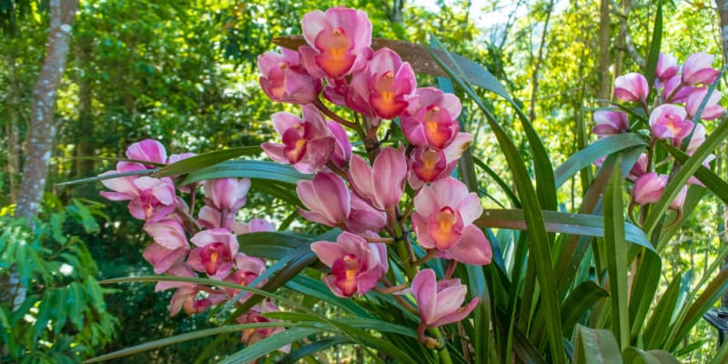In this guide, I talk about some of the most common and no so common Cymbidium orchid pests and disease issues.
