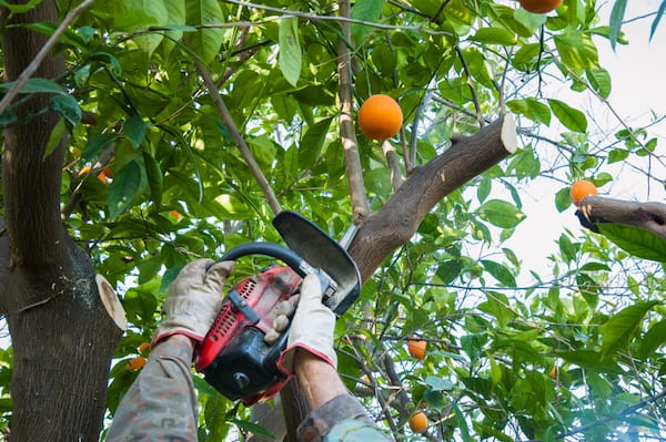 Do some hard pruning on orange tree to remove thick branches to encourage better crop