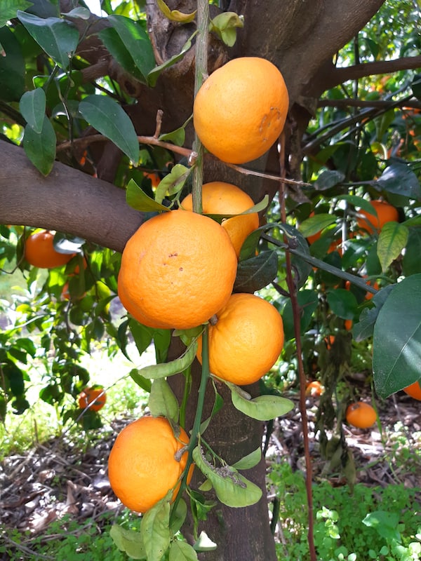 Growing orange tree outdoors in warmer climate 