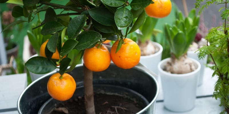 Learn how to grow orange trees in pots from choosing a pot, using the right soil and general care