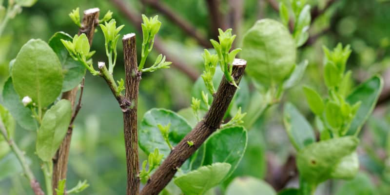 How and when to prune an orange tree for a better harvest - step-by-step guide