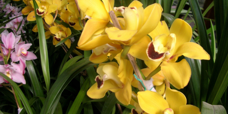 How to grow cymbidium orchids