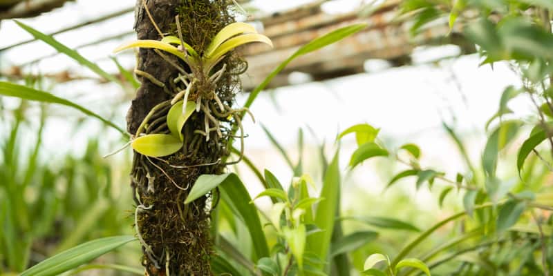 How to grow mounted orchids on wood