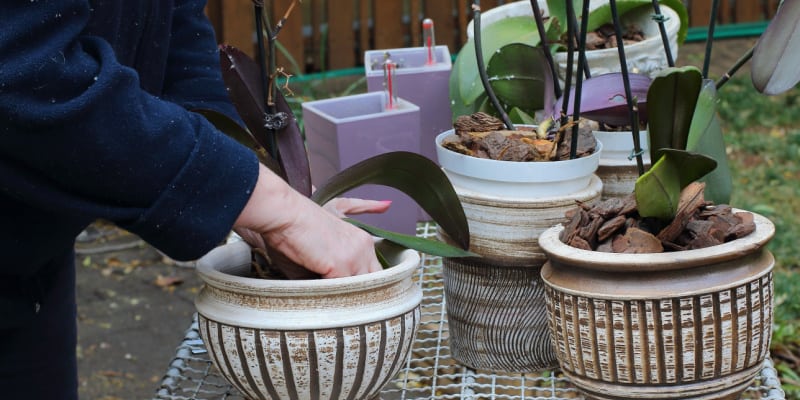 How to repot a cymbidium orchid step by step