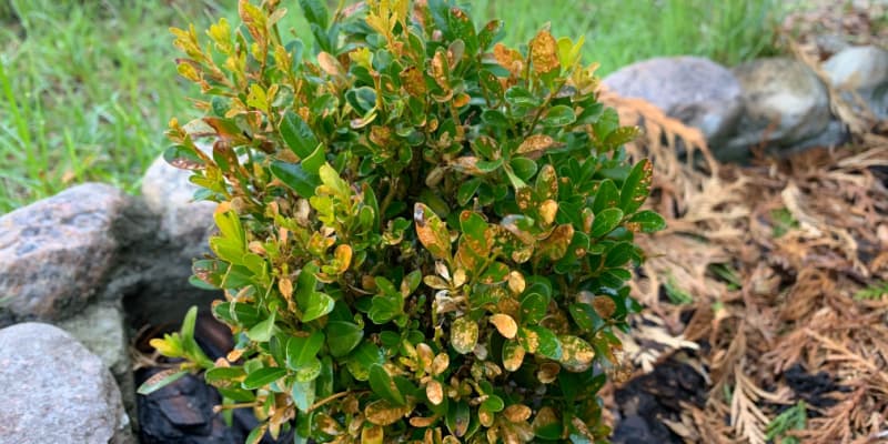 How to revive a buxus plant