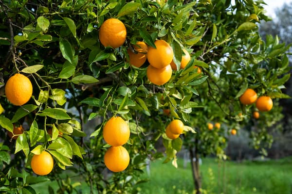 Orange tree growing in open sunny position