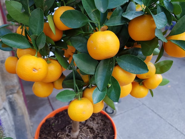 Orange tree that was successfully pollinated