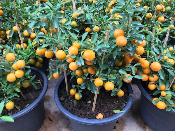 Some newly potted orange trees to ensure that get all the moisture they need