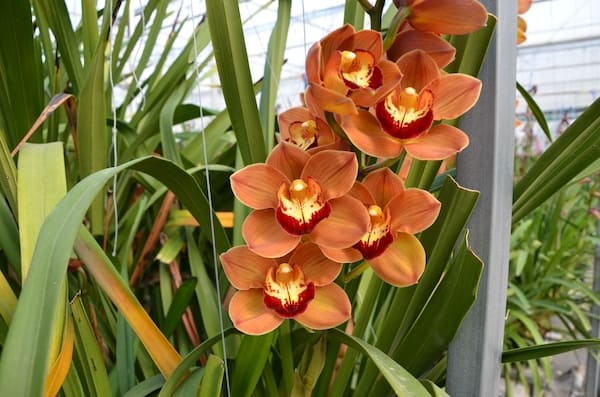 Some of my Healthy cymbidium orchid that need 10-12 hours of sunlight to flower
