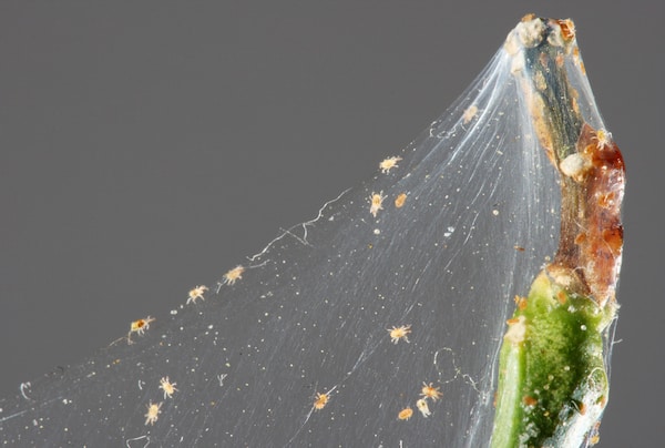 Spider mites on citrus tree