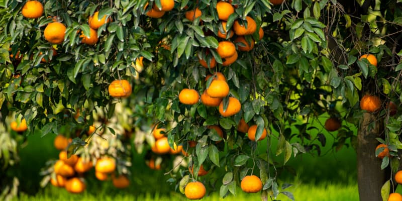 The Ultimate Guide to Growing Orange Trees: Tips, Tricks, and Secrets