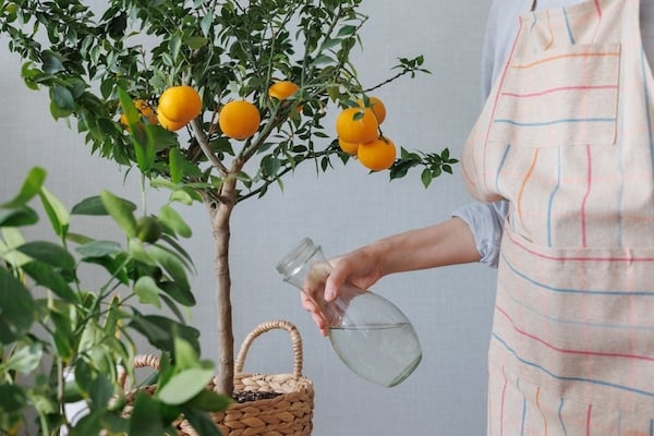 Watering orange tree to keep the soil moist to maintain perfect growing conditions