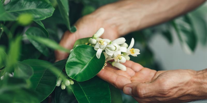 What is the best way to pollinate orange trees?
