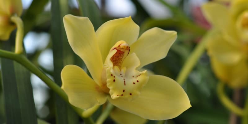 Why are my cymbidium leaves turning yellow