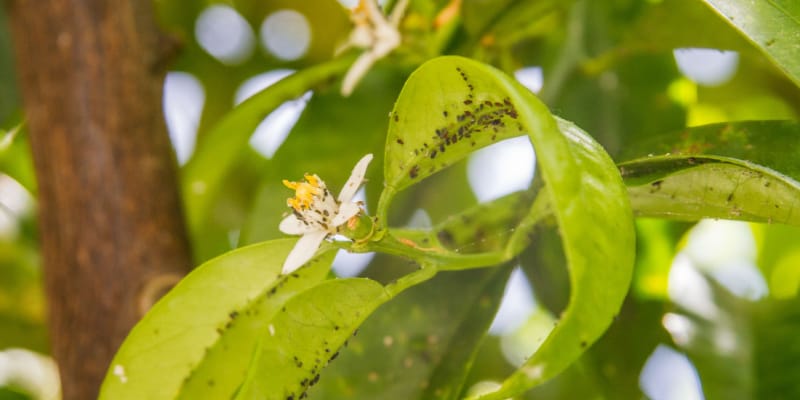 Why are my orange tree leaves curling? - Get Answers