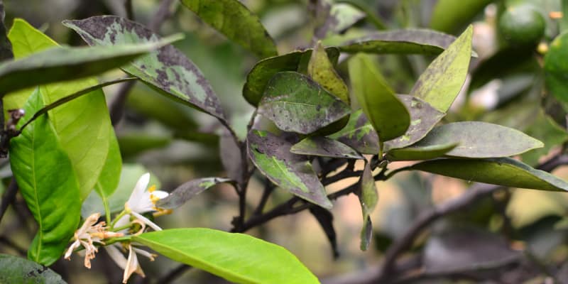 Why are my orange tree leaves turning black? - Black sooty mould