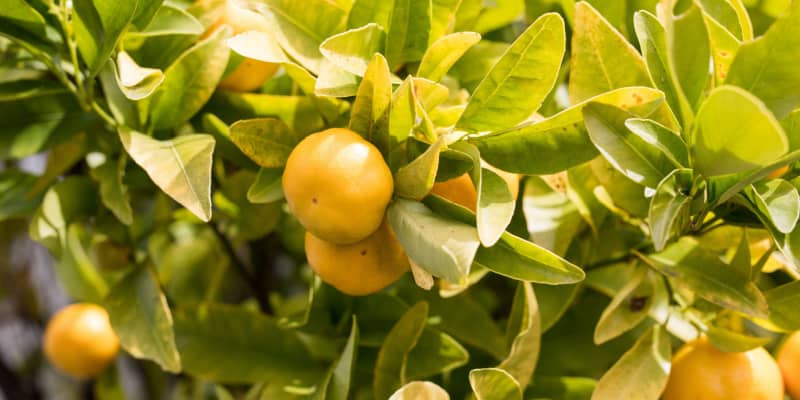 Why are my orange tree leaves turning yellow?