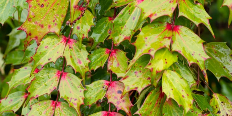 Why is my mahonia turning red?