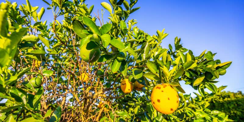 Find out why your orange tree may be dying and get expert advice on how to nurse it back to health. Read our guide now.