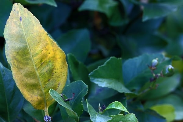 Yellow citrus leaves caused by disease