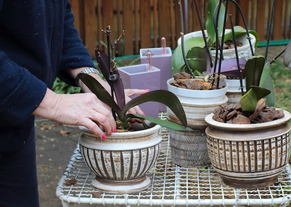 Repotting the orchids into its new larger pot