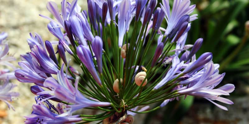African lily Agapanthus pests and diseases to look out for