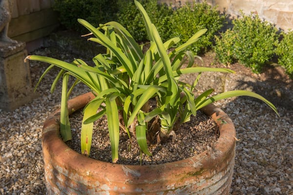 Agapanthus also known as African Lily or Lily of the Nile placed in its new position with plenty of sun and sheltered