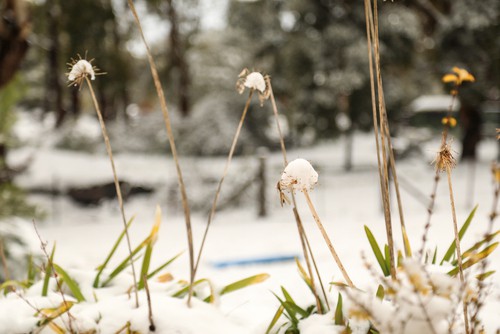 Agapanthus covered in snow, they are hardy
