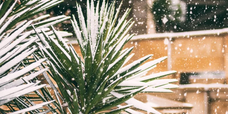 Can palm trees survive winter? - Winter care