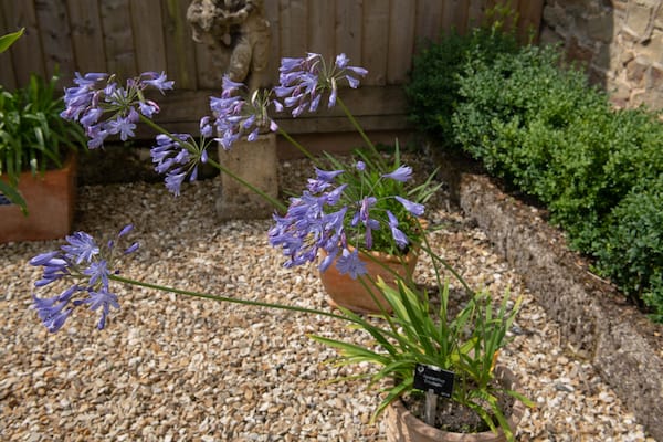 Choosing a pot for potting agapanthus into