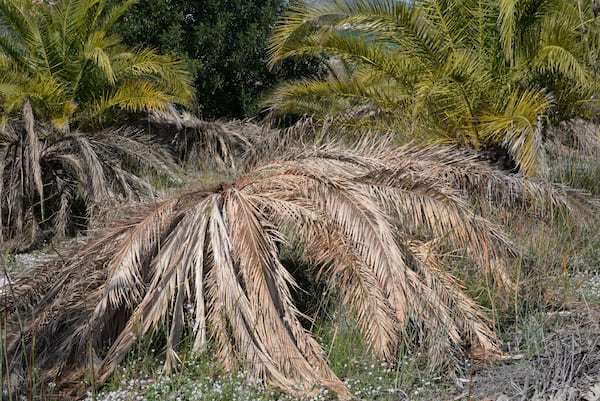Dead palm tree