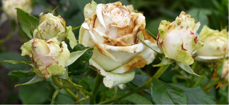 Flowers on rose turning brown