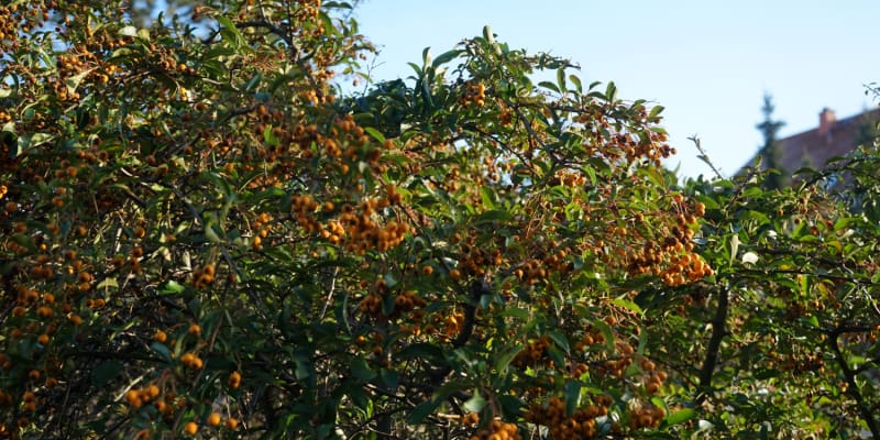 Growing and caring for Pyracantha