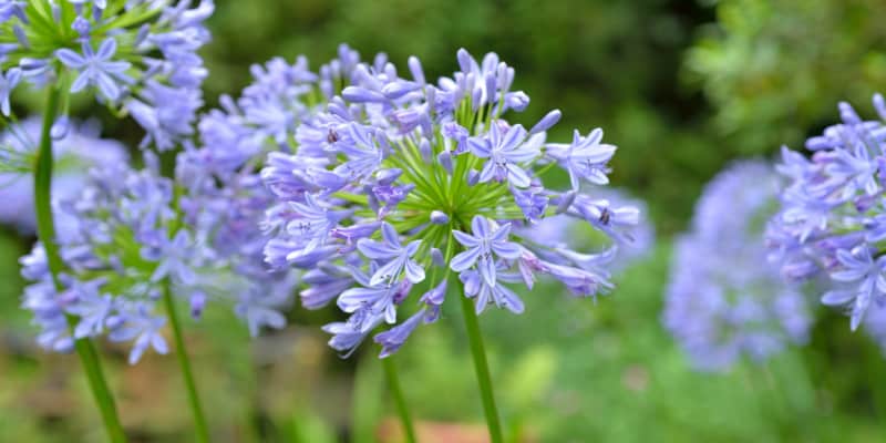 How to grow and care for agapanthus plants