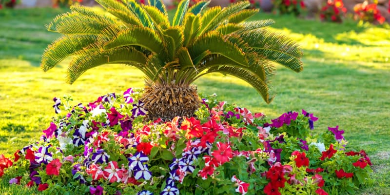 How to grow and care for palm trees