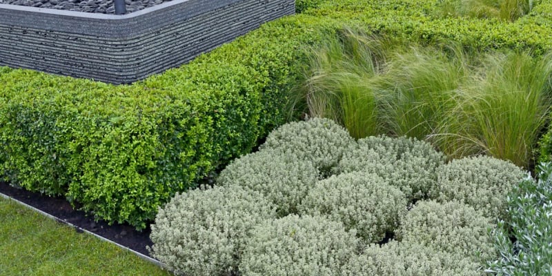 How to plant grow and care for buxus plants