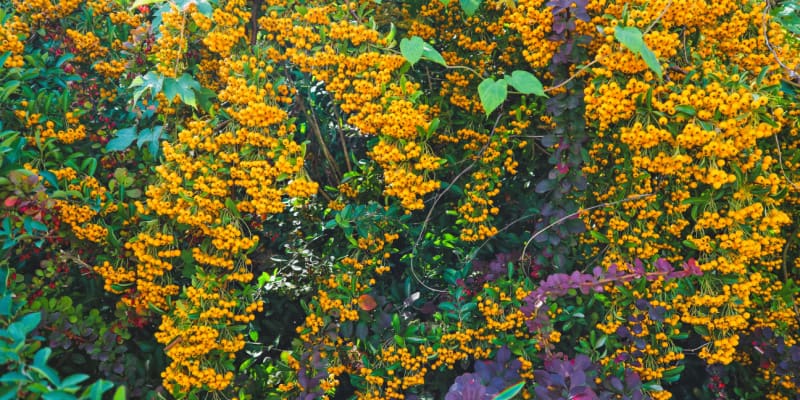 How to prune pyracantha & avoid removing flowering stems