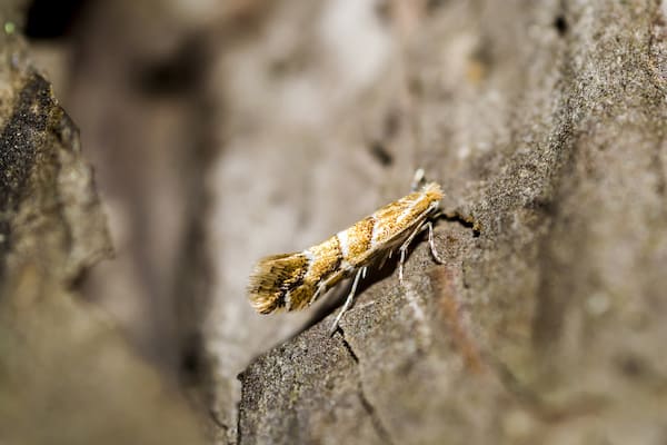 Leaf Miner Moth