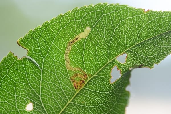 Leaf miner moth larva