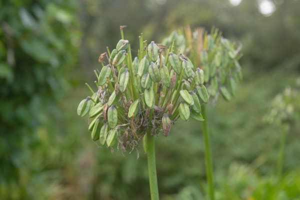 Autumn Seed Head of an Agapanthus or Lily of the Nile Plant