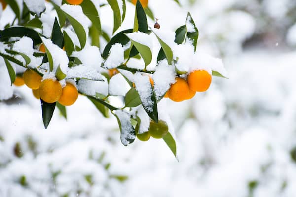 If orange trees see an instant temperature change over night or even a couple of days, this can lead to them dropping there leaves
