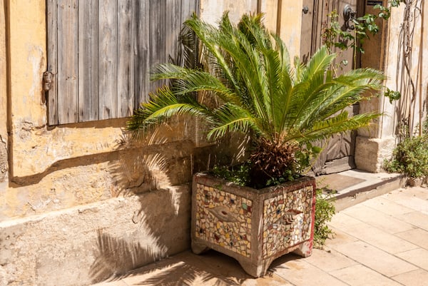 Grow palm trees in pots that are close to structures
